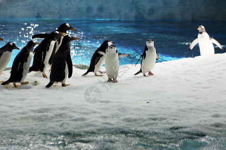 极地特快珠海长隆海洋世界的企鹅背景
