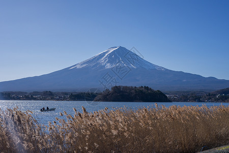 芦苇湖边秋天的富士山背景