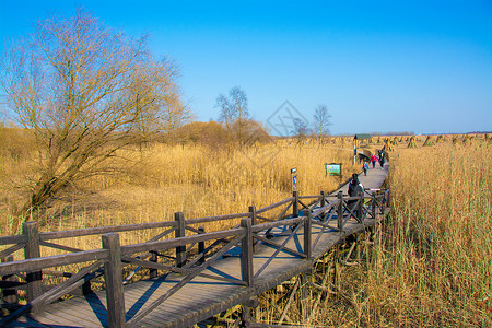 芦苇滩上海崇明西滩湿地公园背景