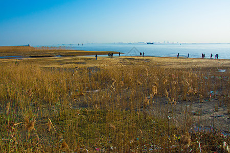 上海崇明西滩湿地公园背景图片