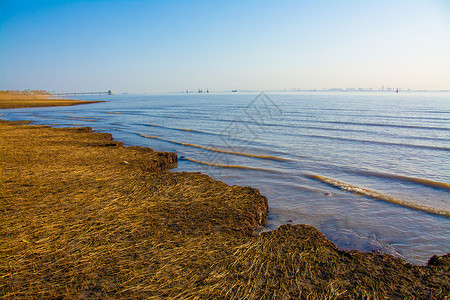 上海崇明西滩湿地公园背景图片