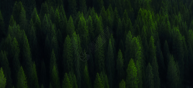 巴伐利亚森林多木成林背景