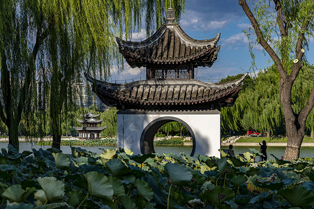 荷花柳树北京陶然亭.吹白亭背景