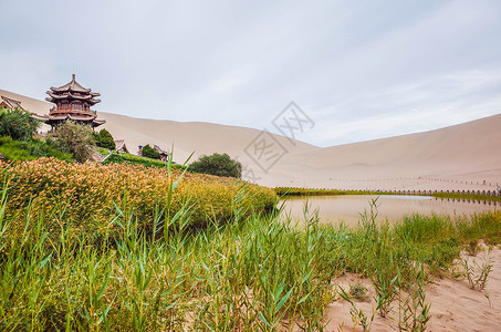 沙漠芦苇甘肃敦煌鸣沙山背景