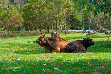 水牛竞赛村里的牛背景