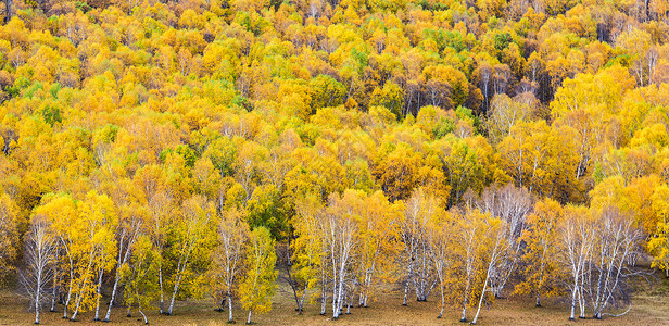 叶子的金黄与草地的枯黄五彩斑斓的草原秋色背景