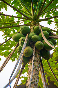 福建椰子树背景图片