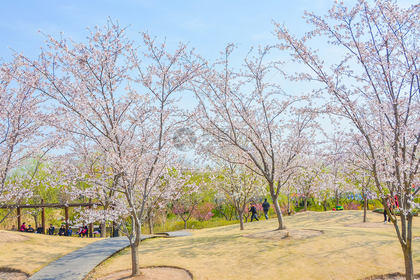 上海宝山顾村公园樱花图片