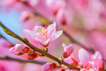 粉色艳丽的花上海宝山顾村公园樱花背景