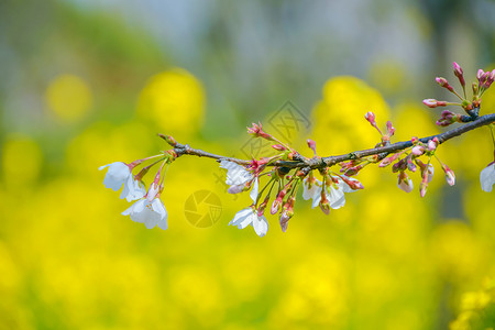 油菜花背景艳丽上海宝山顾村公园樱花背景