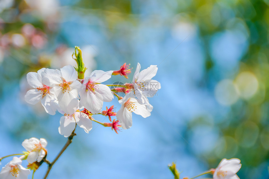 上海宝山顾村公园樱花图片