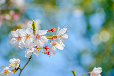 上海宝山顾村公园樱花图片