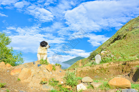 西藏沿途小狗图片