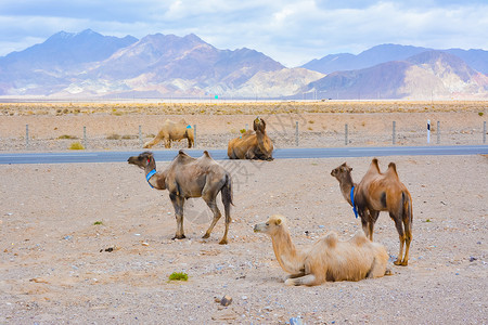 藏族唐卡青海省海西蒙古族藏族自治州茶卡盐湖骆驼背景
