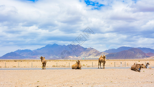 藏族唐卡青海省海西蒙古族藏族自治州茶卡盐湖骆驼背景
