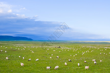 青藏公路沿途风光和羊群背景图片