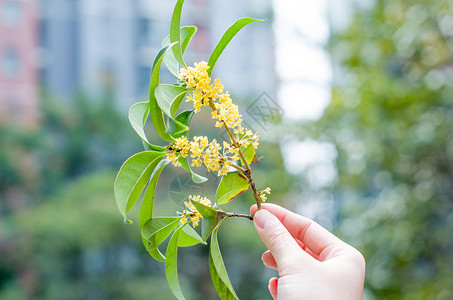 拿桂花树枝的手金秋桂花香背景