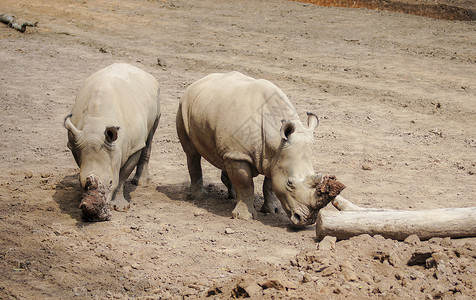 野生动物园动物犀牛图片