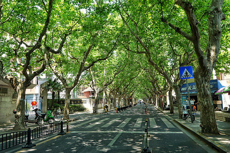 上海城市风景上海武康路的梧桐葳蕤背景