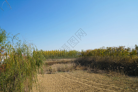 山东高密红高粱影视基地高清图片