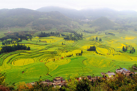 云南罗平油菜花田春天风景高清图片素材