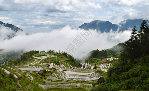 丽水云和梯田背景图片