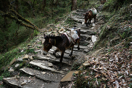 尼泊尔喜马拉雅山拉货的骡子背景