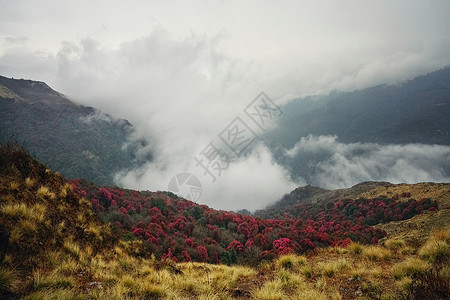 尼泊尔喜马拉雅山杜鹃花背景