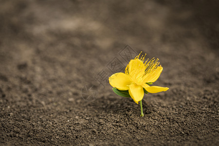 泥土里开出小黄花背景