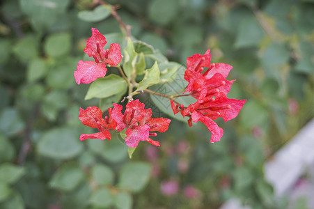 红色蔷薇初秋的蔷薇背景