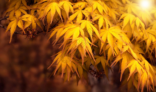 秋天树叶图片