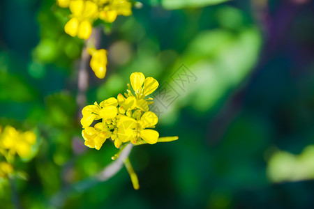 上海莘庄上海奉贤庄行油菜花节背景