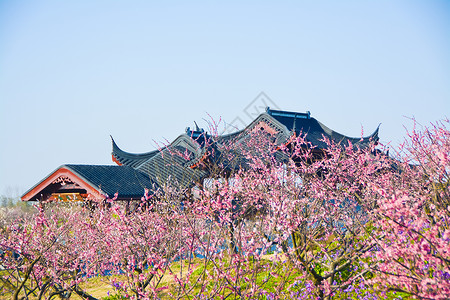 上海奉贤海湾国家森林公园梅花背景