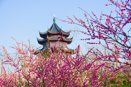 上海奉贤海湾国家森林公园梅花背景图片