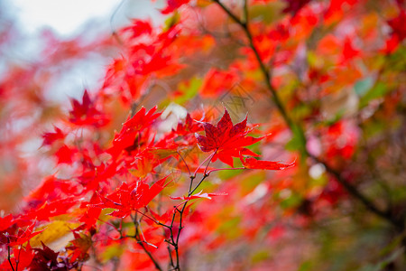 枫叶日本红枫季高清图片