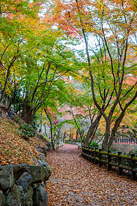 天秋季日本京都天龙寺风景背景