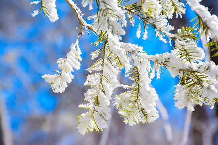 感恩小雪黑龙江洋草山雾凇背景