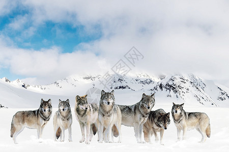 北极狼团队协作设计图片