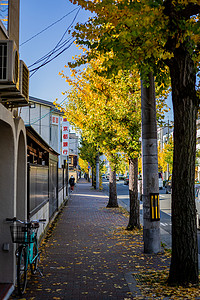 日本岚山秋景街道背景图片