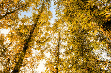 阳光下的秋树秋天的蓝天下的树背景