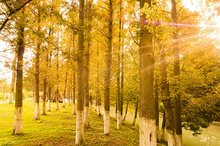蓝天色秋天的树林背景