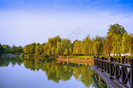 河塘边秋天的柳树背景