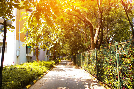 黄昏美景唯美秋天金黄色的道路树叶和草地唯美的美景背景