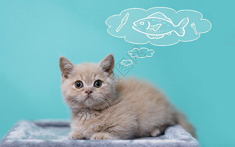 好奇猫咪想吃鱼的猫设计图片