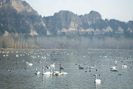 山西运城天鹅湖背景