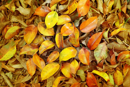 黄昏伤感秋天的落叶飘落满地金色的树叶纹理背景