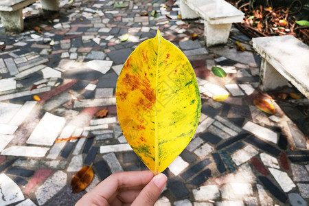 一片树叶伤感中秋节高清图片