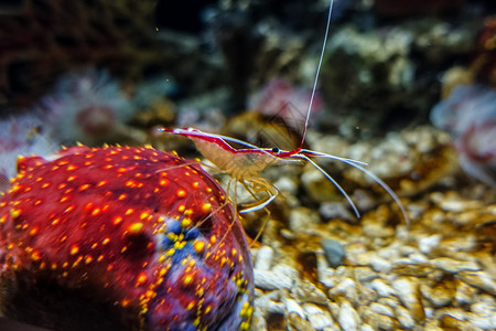 珊瑚红南昌万达海洋乐园水族馆红虾背景