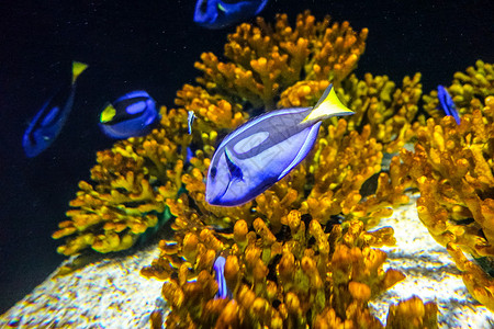 南昌万达海洋乐园水族馆热带鱼背景图片