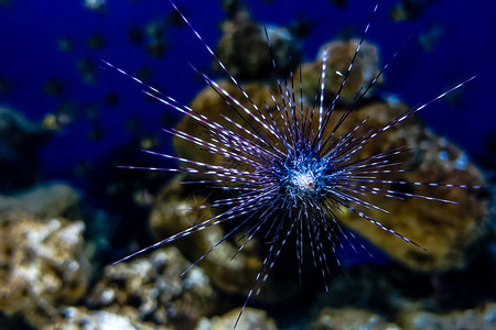 南昌万达海洋乐园水族馆动物背景图片